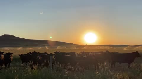 Grass Fed Cattle at Sunset. cartercountrymeats.com