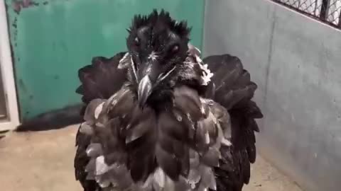 A bird can eat anything...