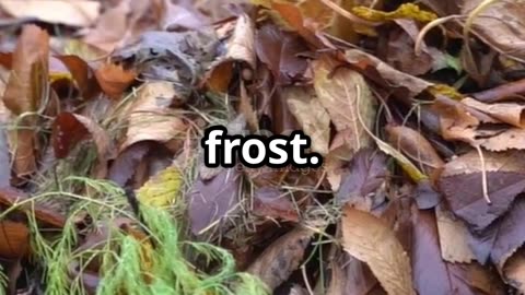Why You Should Stop Raking Leaves This Fall 🍂 | Nature’s Secret Benefit
