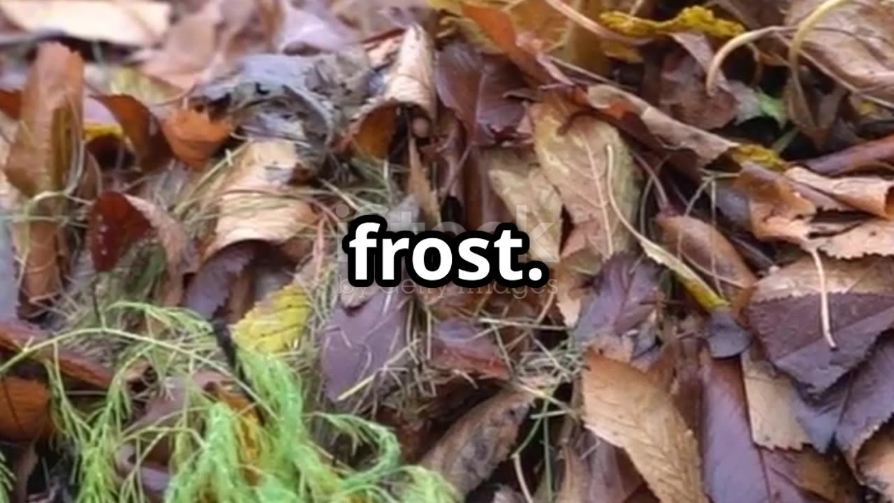 Why You Should Stop Raking Leaves This Fall 🍂 | Nature’s Secret Benefit