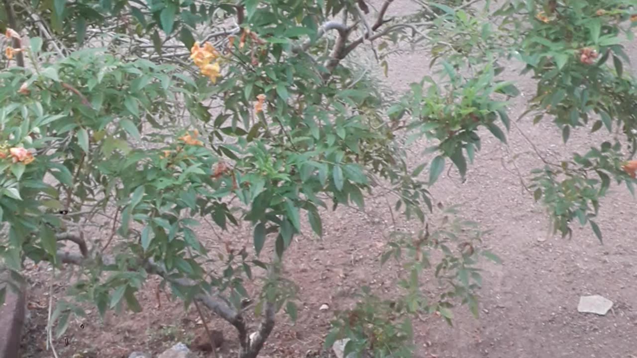 Village Garden Relaxing
