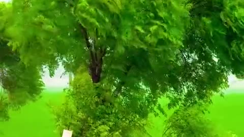 Shot romantick# nature vedio# rumble viral vedio