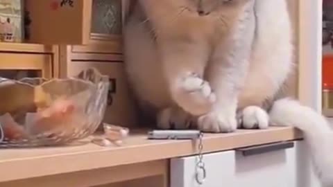 Cats: The Masters of Mischief 😼🧠#CatVideoOfTheDay 📹 #CatsOfInstagram 🐈#CatLogic 🧠 #CatMischief 😼