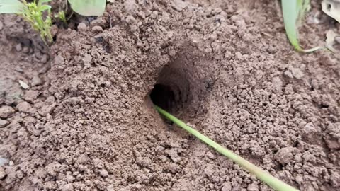 Battle insect - Smart cricket Vs Venomous ants