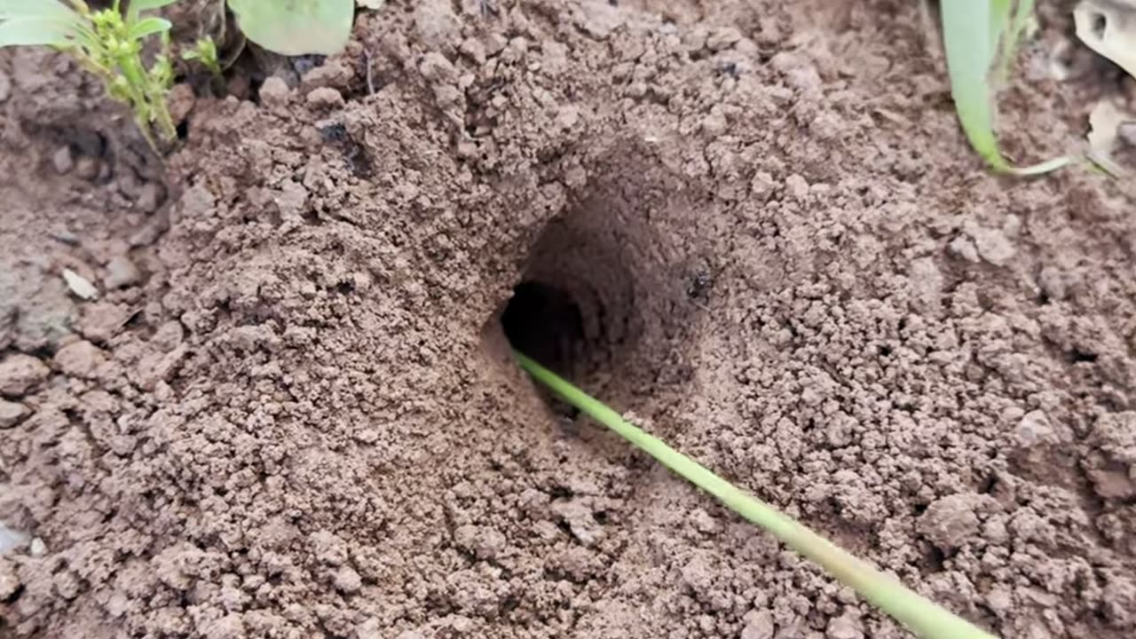 Battle insect - Smart cricket Vs Venomous ants
