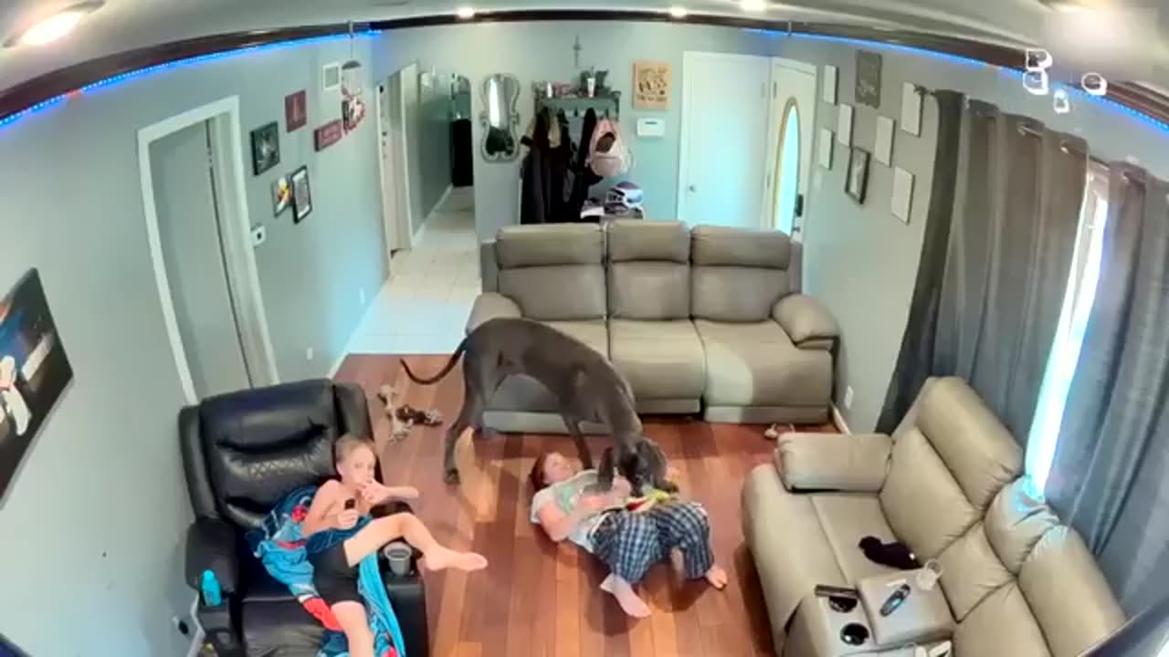 Funny Animal