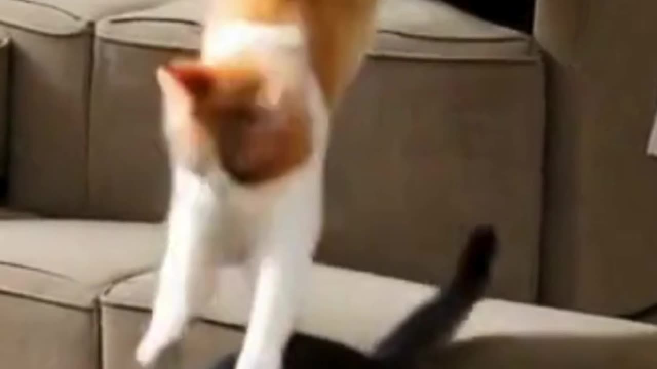 Funny Cute Animals