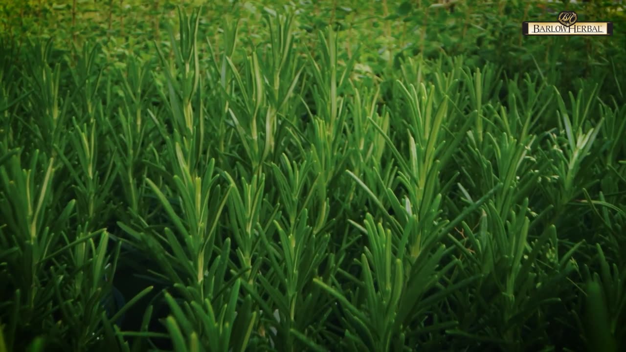 The Health Benefits of Rosemary