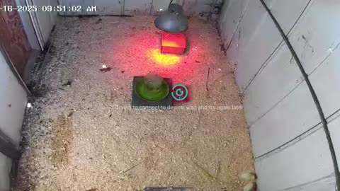 Millar Time Chicken Cam
