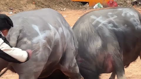 Rural bullfighting, the horns clash with a loud bang!