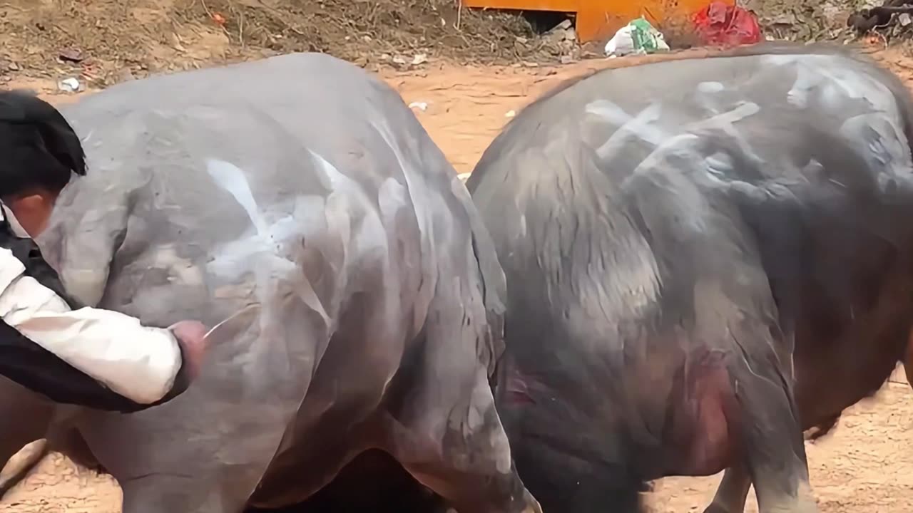 Rural bullfighting, the horns clash with a loud bang!