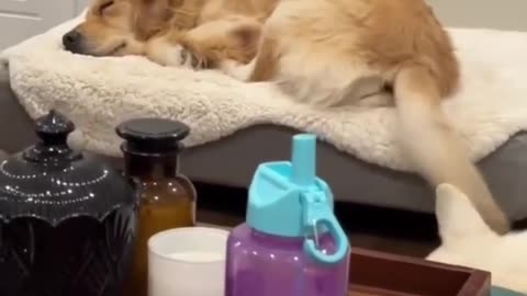 🤯🐶 What Do Dogs REALLY Dream About? Wait For It... | FunFM