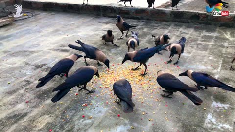 Kauwa ki awaaz - Best ever HD video of Crow birds | Huge numbers of crows crowing sounds