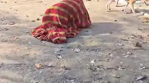 Funny videos of dogs 🤣