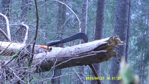 ANCORA MOLTISSIMA LEGNA DAL BOSCO (27 APRILE 2023) [IX° PARTE]