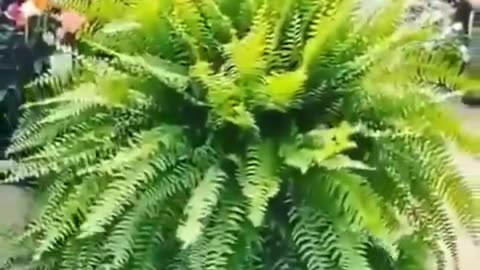 fern