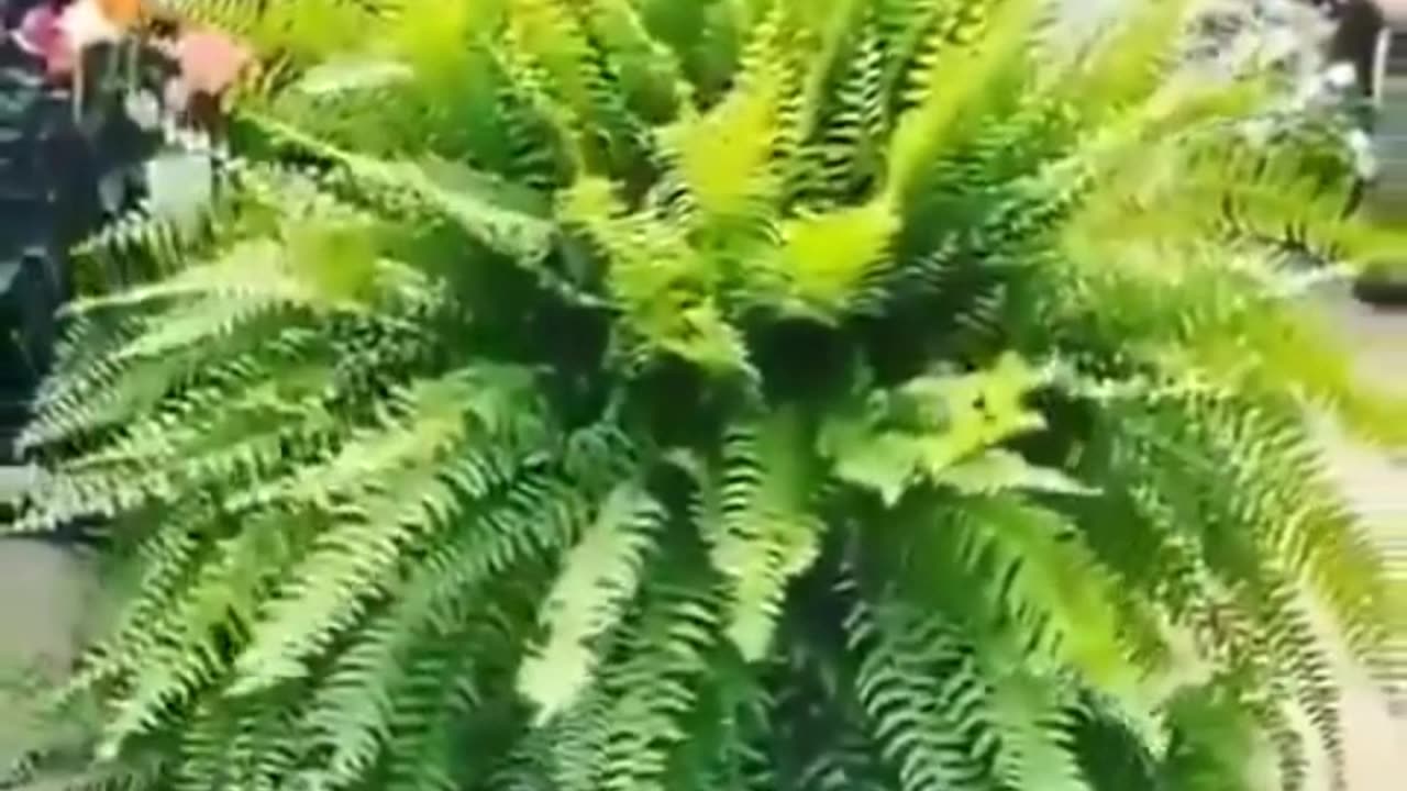 fern