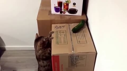 Funny Cat Vs Cucumber Comp