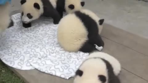Esto es hermoso #wholesome #animals #animales #mascotas #viral #fyp