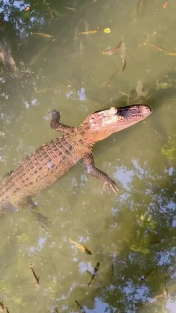 4K Alligator Show: St. Johns River Cam 🐊 Jan 26, 2026