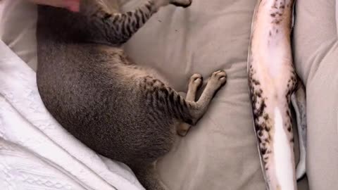 This cat is so much fun