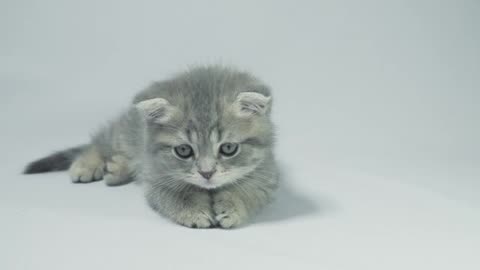 Cute Cat