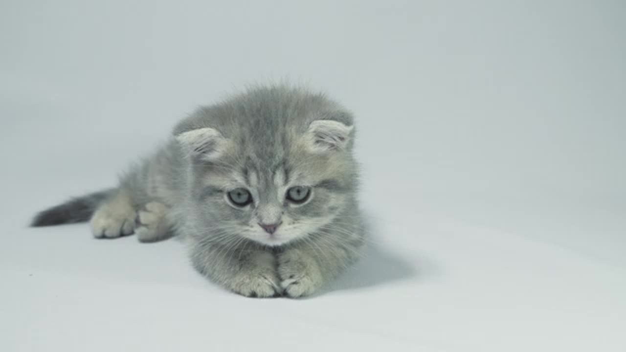 Cute Cat