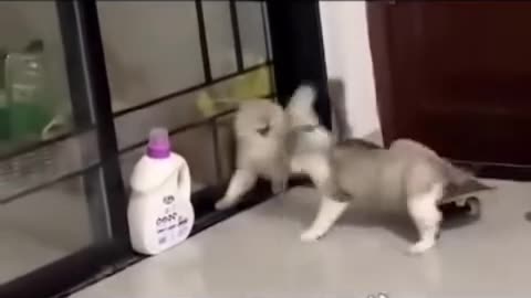 #cats fight 😂