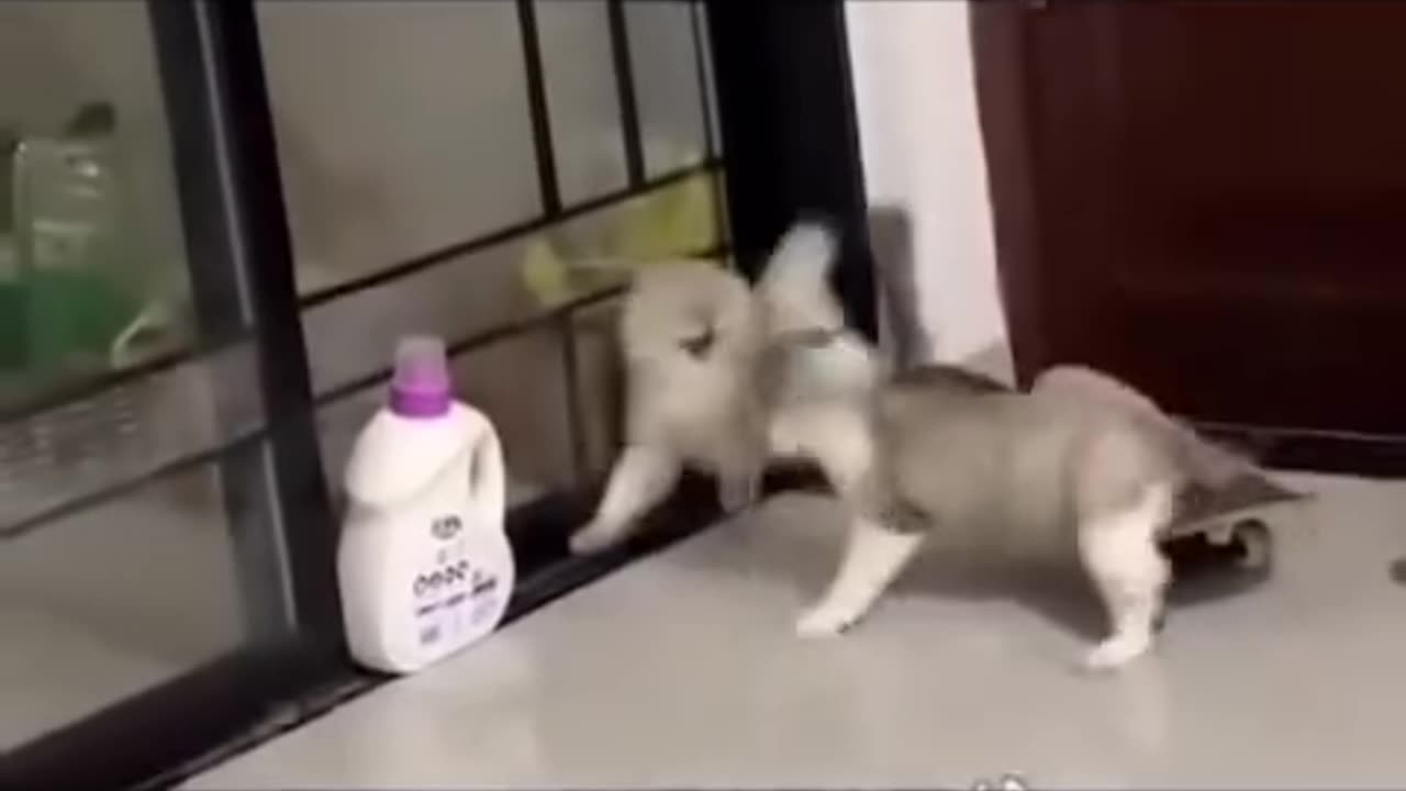 #cats fight 😂