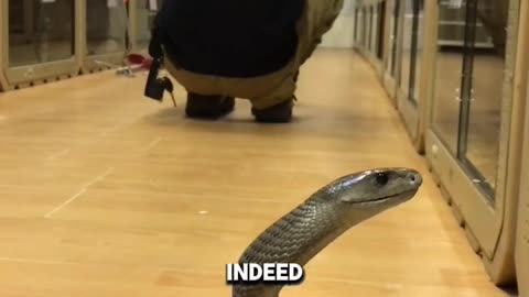 Black Mamba: World's Deadliest Snake