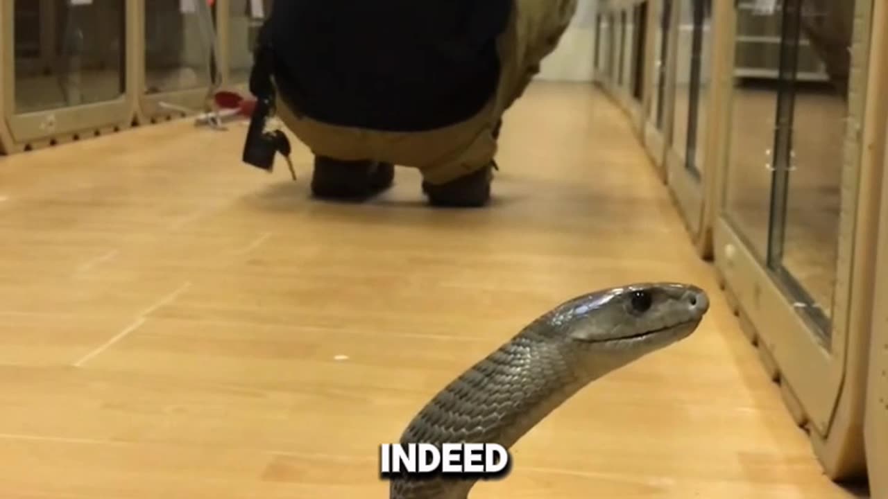 Black Mamba: World's Deadliest Snake