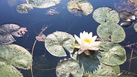 Water Lily