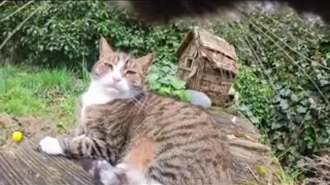 This cat is unhinged