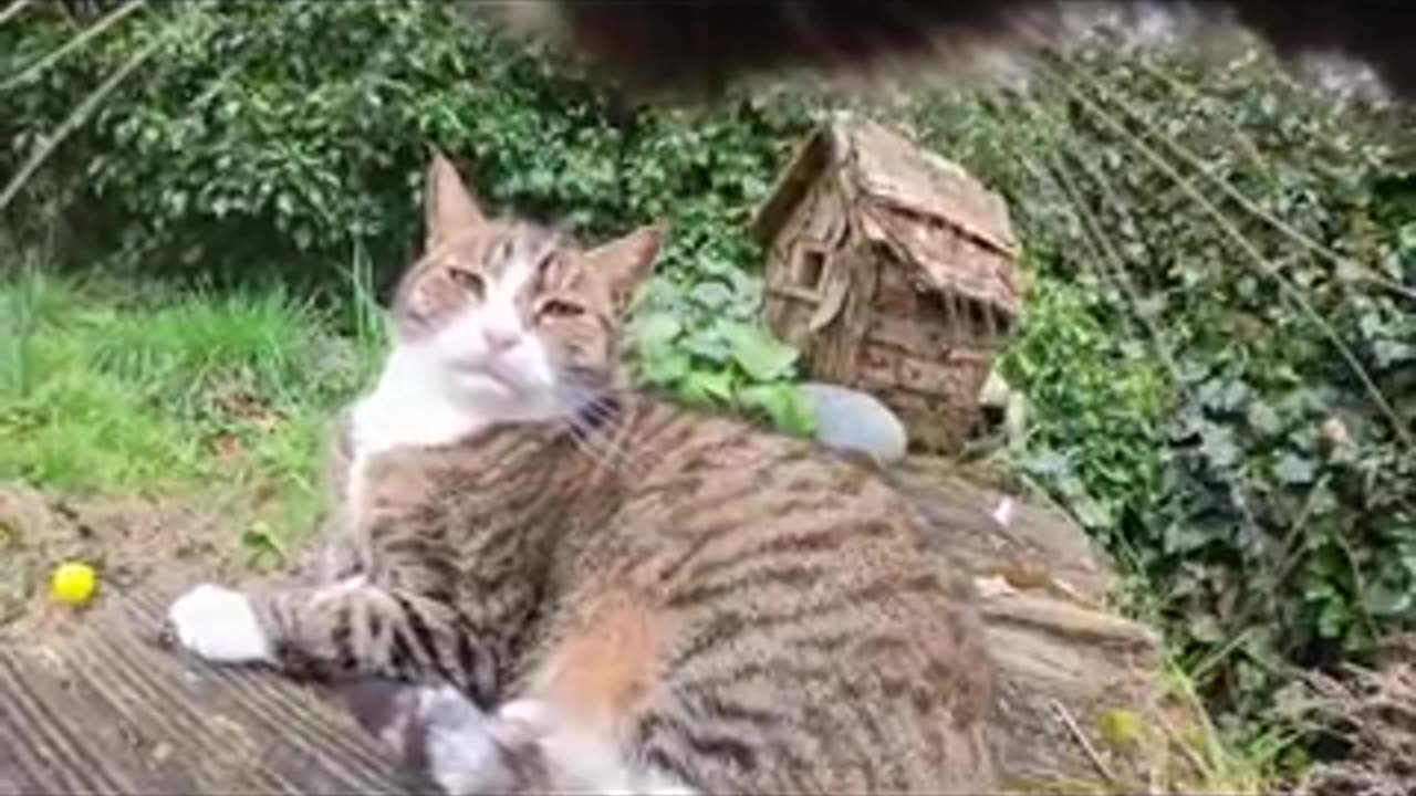 This cat is unhinged