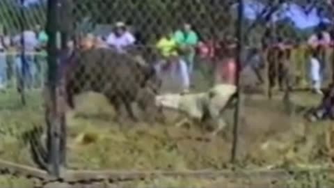 Dogo argentino vs boar
