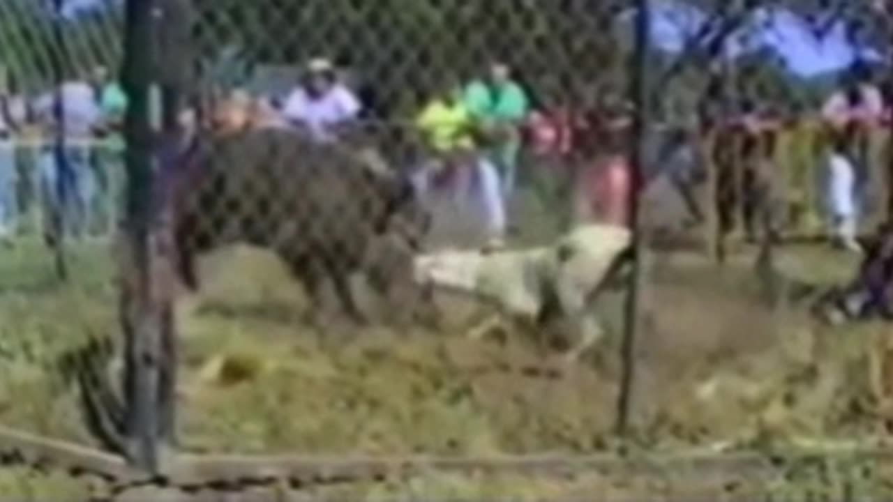 Dogo argentino vs boar
