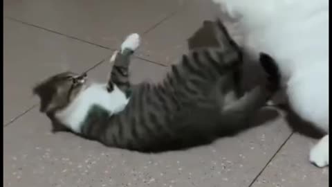 Funny Animal