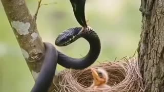 When the enemy strikes, but God’s protection is stronger.