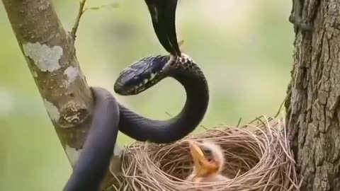 When the enemy strikes, but God’s protection is stronger.