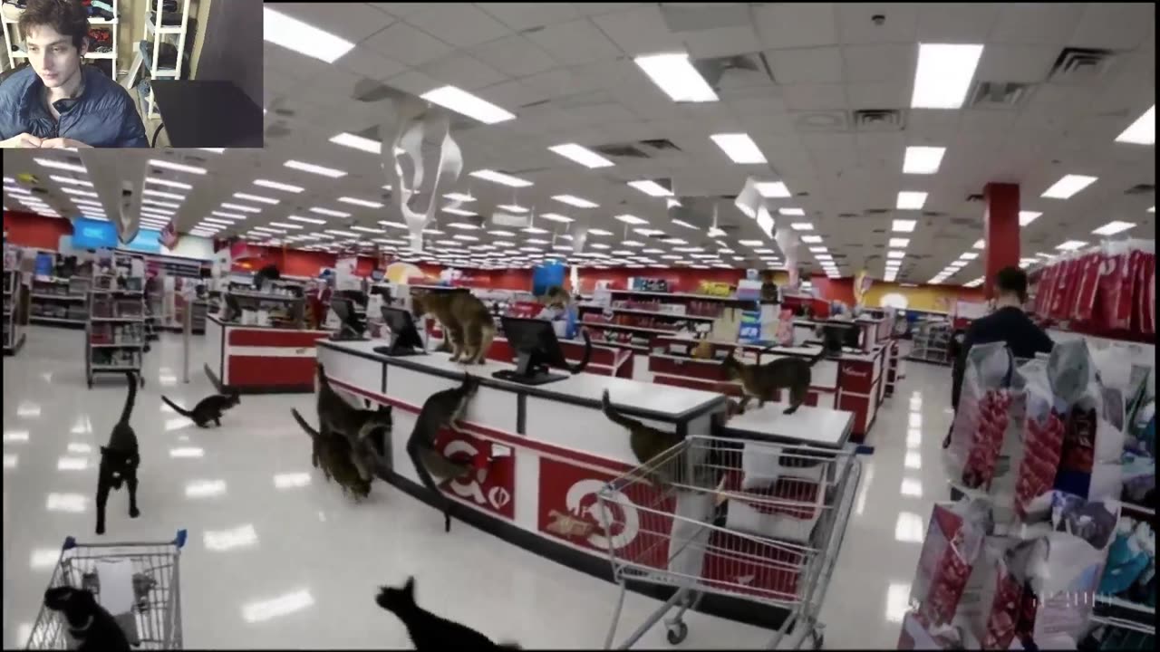 Outtake #1,043 Of Over 5 Cats Roam Around A Target Store Fake Funny Parody Video