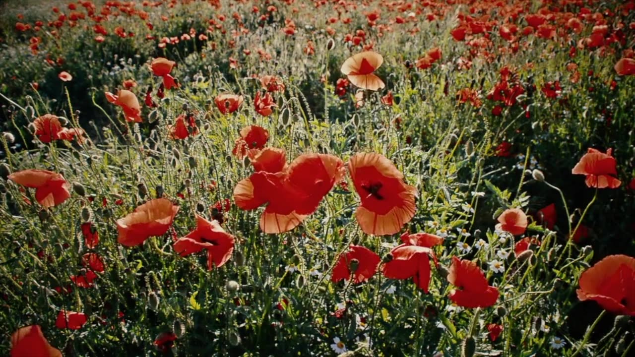 UNWIND WITH NATURE, AMAZING COLORS OF SPRING, SPRING FLOWERS, POPPY, #poppy #spring #shorts