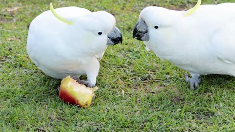 Cockatoo spreads wings, ready to take flight in a burst of white and yellow elegance-4K