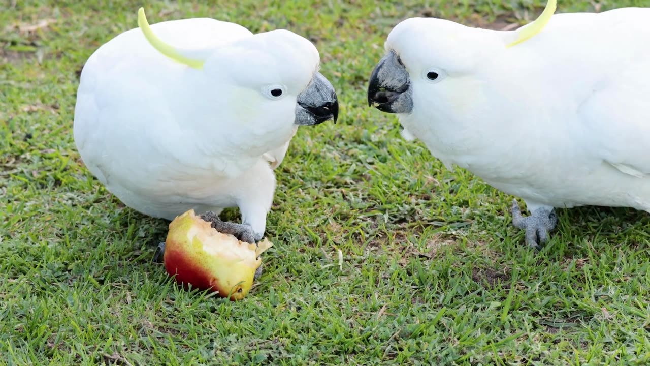 Cockatoo spreads wings, ready to take flight in a burst of white and yellow elegance-4K