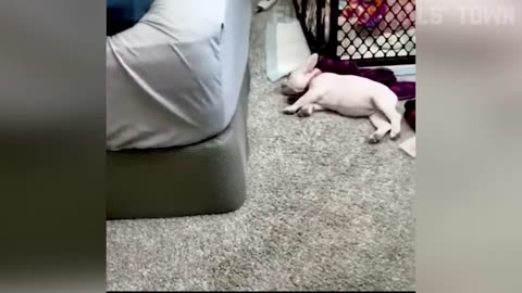 Funniest Cats and Dogs 🐶🐱