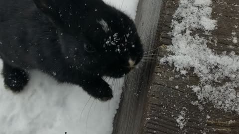 Feeding the void floof by hand. | #bunny #sparklegleamfarm #farm #farmanimals #homestead #cute