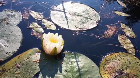 Water Lily