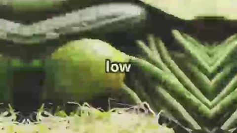 Ketodiet