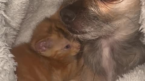 Cornelius With a Skeptical Look