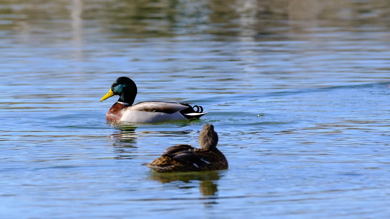 Ducks Swimming Gracefully on a Tranquil Lake
