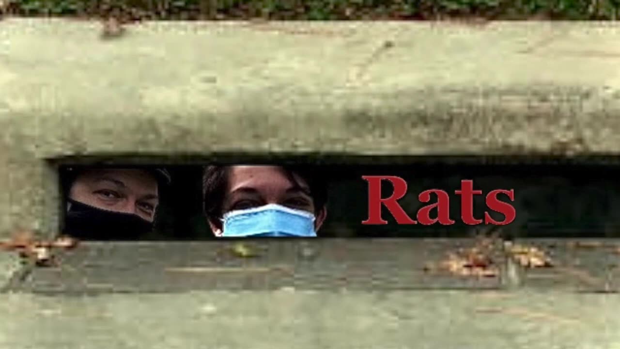 Rats - Story pitch summary